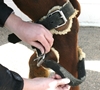 Breeding Hobbles Hock Strap for Average Size Mare - 542A-403