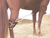 Breeding Hobbles Rope Assembly for Small and Average Mares - 542A-404