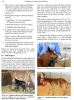"Techniques in Equine Reproduction" Book 7th Ed. - 537-342G