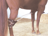 Breeding Hobbles Hock Strap for Average Size Mare - 542A-403