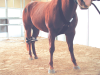 Breeding Hobbles Hock Strap for Average Size Mare - 542A-403